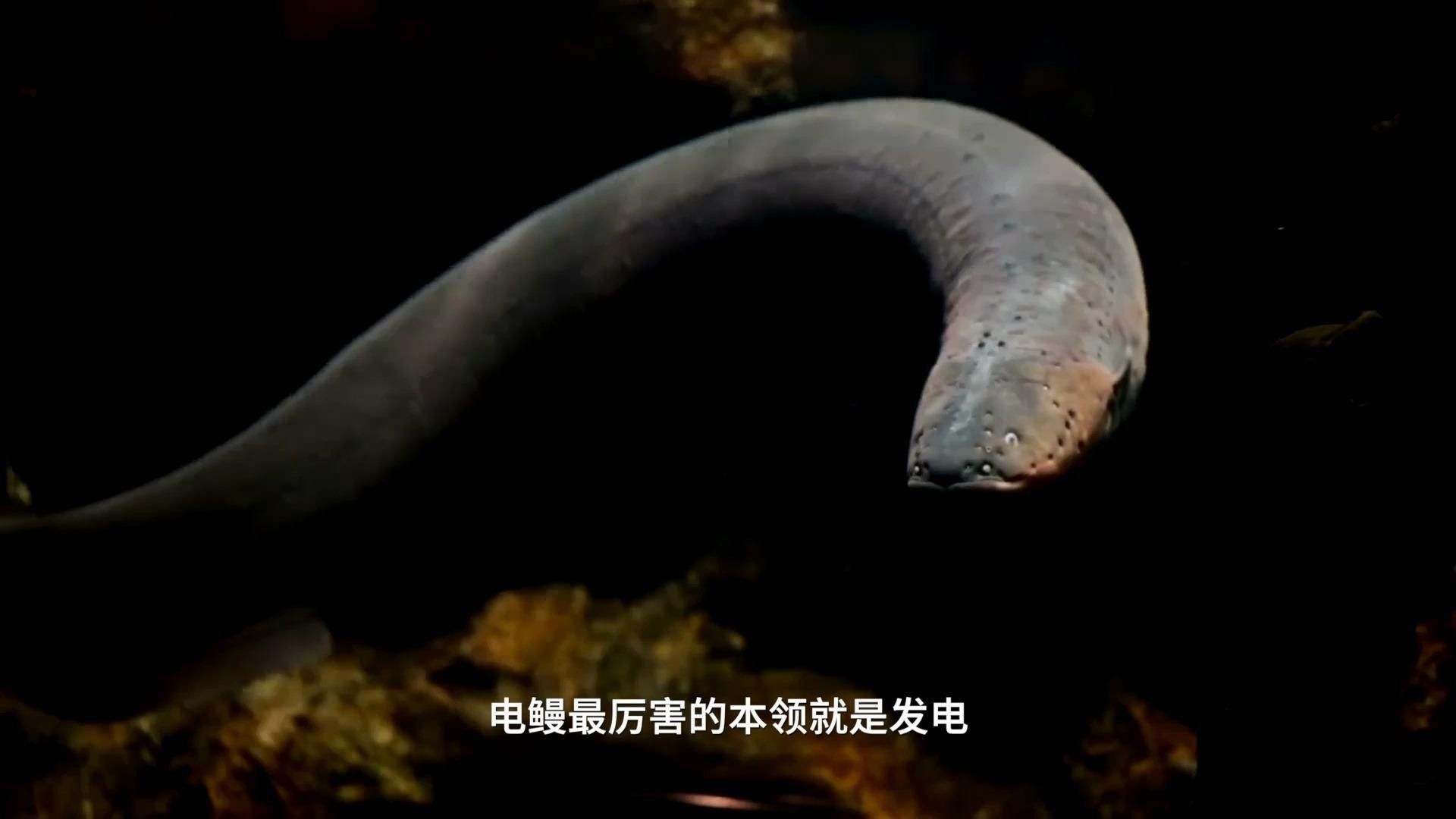 電鰻簡介