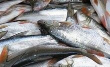 牡丹江流域有哪些著名的魚場牡丹江流域有哪些著名的魚場，牡丹江大江的魚類資源