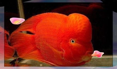 超級紅魔鬼魚飼養指南:超級紅魔鬼魚繁殖及飼養方法，原來紅魔鬼魚長這樣