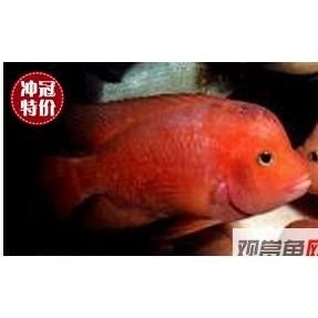 超級紅魔鬼魚飼養指南:超級紅魔鬼魚繁殖及飼養方法，原來紅魔鬼魚長這樣