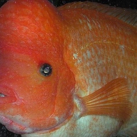 超級紅魔鬼魚飼養指南:超級紅魔鬼魚繁殖及飼養方法，原來紅魔鬼魚長這樣