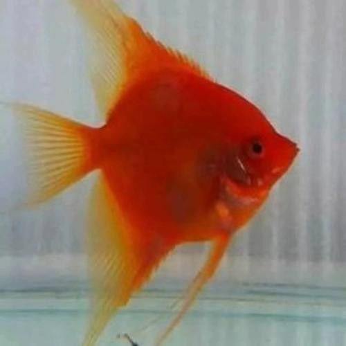 超級紅魔鬼魚飼養指南:超級紅魔鬼魚繁殖及飼養方法，原來紅魔鬼魚長這樣