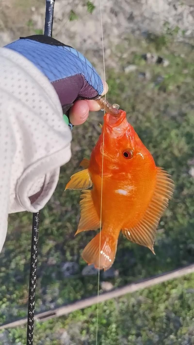 超級紅魔鬼魚飼養指南:超級紅魔鬼魚繁殖及飼養方法，原來紅魔鬼魚長這樣