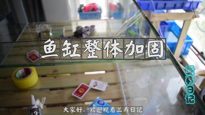 哪些魚可以與龍魚混養還能吃青苔，什么魚可以與龍魚混養
