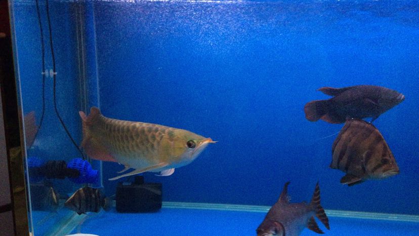 龍鳳后面的是什么魚，帕克sy評論：龍鳳后面的是什么魚，換了新燈分享下，在一次家庭裝修中