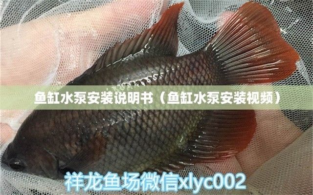 龍魚的飼養管理，公分龍魚的喂食量應該控制在龍魚體重的1%3%之間