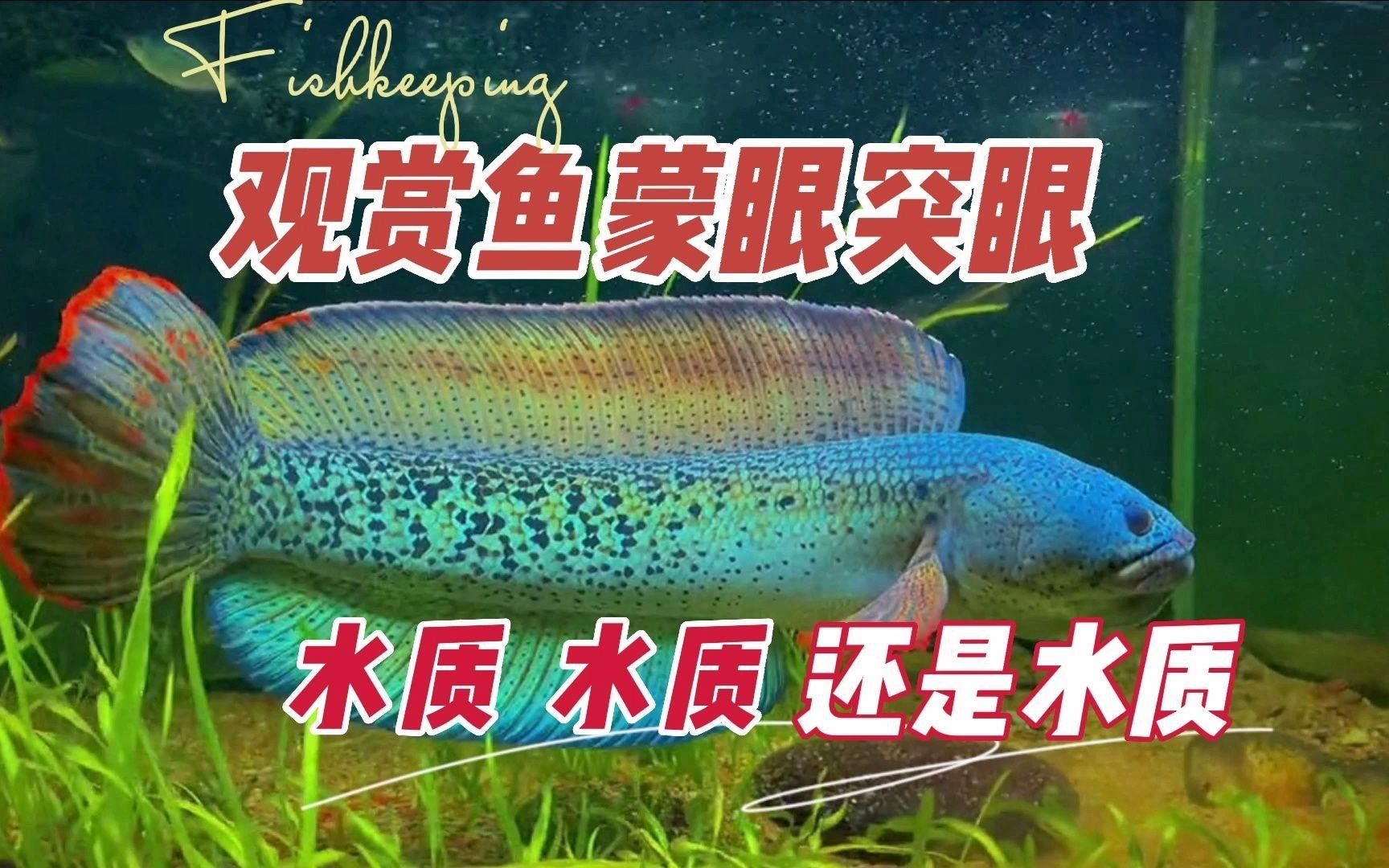 魚眼睛出現白色凸起怎么辦？，養魚筆記第3季104集嗶哩嗶哩嗶哩嗶哩瑪麗魚眼睛發白怎么回事
