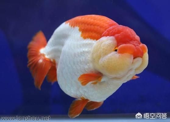 冬天龍魚水溫多少合適養小魚的水溫范圍是多少，冬天適合養小魚的水溫范圍是多少？