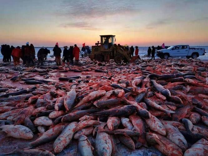 鎮(zhèn)賚哈爾淖魚的營養(yǎng)價值是多少鎮(zhèn)賚哈爾淖魚的最佳風(fēng)味，鎮(zhèn)賚哈爾淖的魚和查干湖的魚哪個更好吃 鎮(zhèn)賚哈爾淖魚的營養(yǎng)價值是多少鎮(zhèn)賚哈爾淖魚的最佳風(fēng)味，鎮(zhèn)賚哈爾淖的魚和查干湖的魚哪個更好吃 觀賞魚百科 第3張