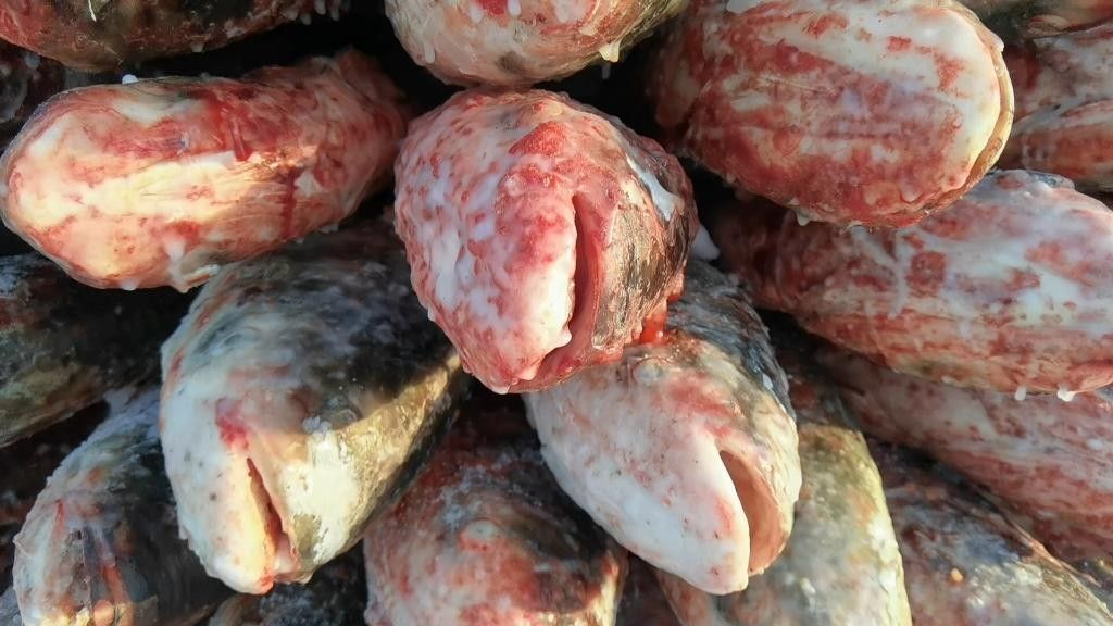 鎮(zhèn)賚哈爾淖魚的營養(yǎng)價值是多少鎮(zhèn)賚哈爾淖魚的最佳風(fēng)味，鎮(zhèn)賚哈爾淖的魚和查干湖的魚哪個更好吃 鎮(zhèn)賚哈爾淖魚的營養(yǎng)價值是多少鎮(zhèn)賚哈爾淖魚的最佳風(fēng)味，鎮(zhèn)賚哈爾淖的魚和查干湖的魚哪個更好吃 觀賞魚百科 第6張