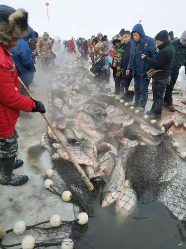 鎮(zhèn)賚哈爾淖魚的營養(yǎng)價值是多少鎮(zhèn)賚哈爾淖魚的最佳風(fēng)味，鎮(zhèn)賚哈爾淖的魚和查干湖的魚哪個更好吃 鎮(zhèn)賚哈爾淖魚的營養(yǎng)價值是多少鎮(zhèn)賚哈爾淖魚的最佳風(fēng)味，鎮(zhèn)賚哈爾淖的魚和查干湖的魚哪個更好吃 觀賞魚百科 第5張
