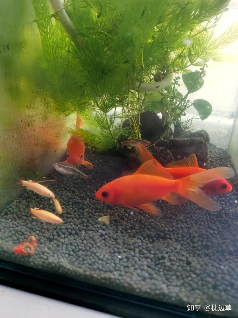 龍魚懸停不游動怎么回事，寵寵生物志第291話龍魚懸停不游動怎么回事