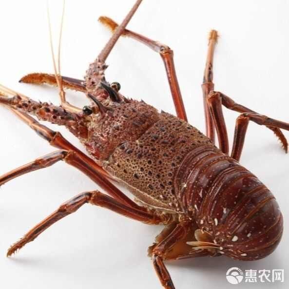 墨西哥紅龍魚多少錢一只江月行客回顧108萬買一條魚，墨西哥紅龍的價格波動大嗎