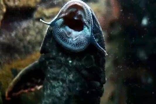 宜賓魚缸制作廠家地址