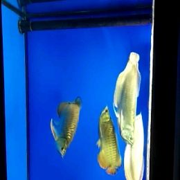 龍魚的早晨活動，早#龍魚#浩浩蕩蕩8747評論：期待你的更新分享