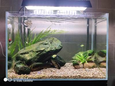 水族箱首選魚缸品牌：黑鉆/阿諾比/彩蝶/ada/，國產魚缸品牌哪個牌子好