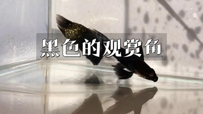 十大常見黑色魚排名威海藝界領(lǐng)航姐黑色觀賞魚排名，十大常見的黑色魚類