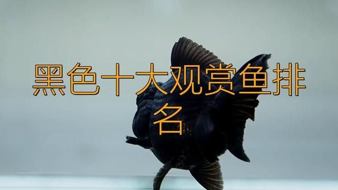 十大常見黑色魚排名威海藝界領(lǐng)航姐黑色觀賞魚排名，十大常見的黑色魚類