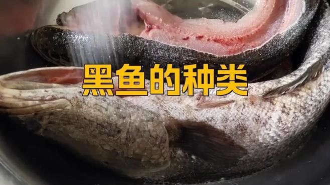 十大常見黑色魚排名威海藝界領(lǐng)航姐黑色觀賞魚排名，十大常見的黑色魚類