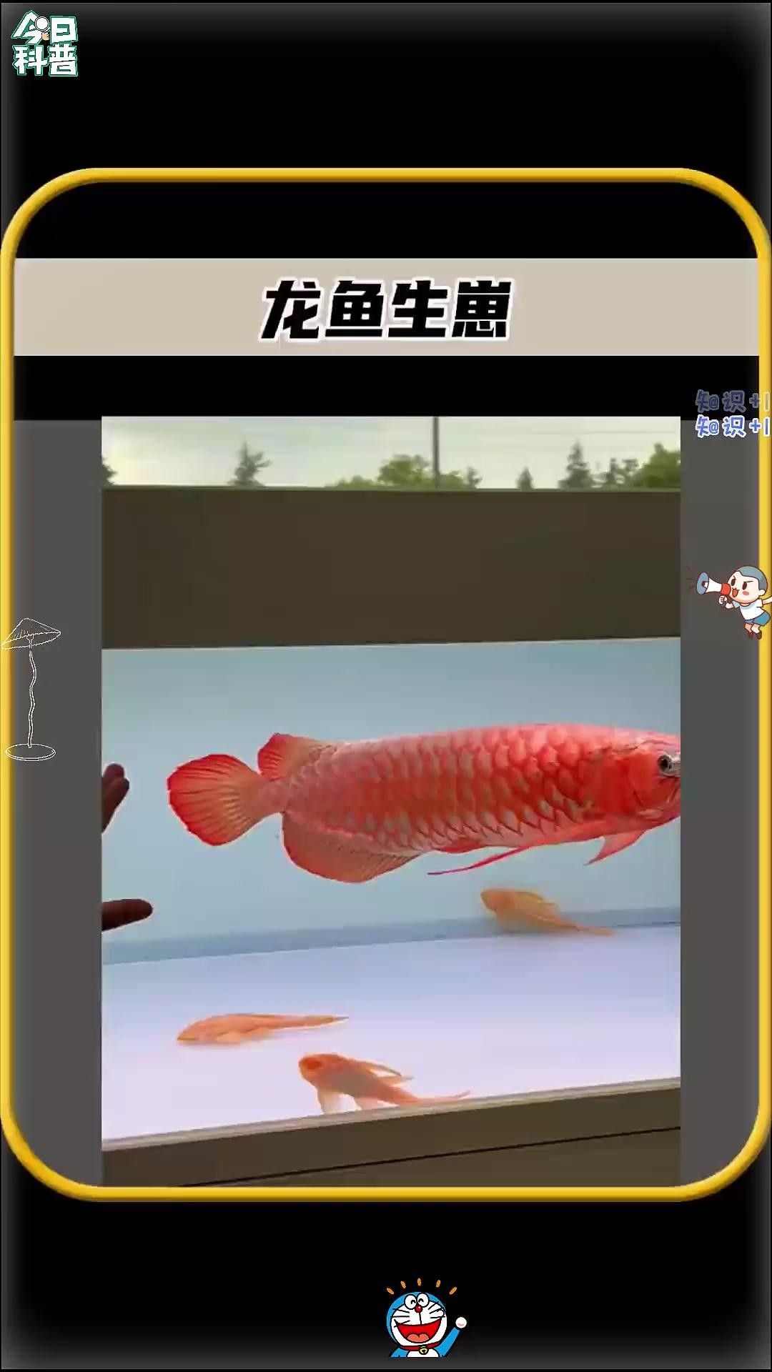 富川龍魚的生活習性與養護技巧，“富川龍魚”三招讓它們健康長壽全民小視頻
