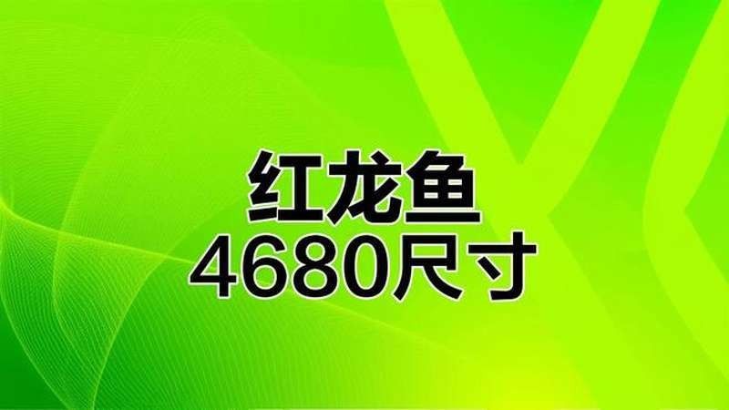 牙克石紅龍魚怎么養紅龍魚價格及圖片欣賞大全齊家，嗶哩嗶哩，紅龍魚怎么養