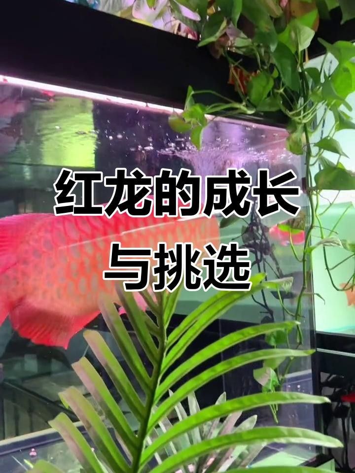 龍魚如何長大個愛奇藝,紅龍魚價格及圖片欣賞大全，紅龍魚如何長大個愛奇藝紅龍魚幾年長到60公分起航