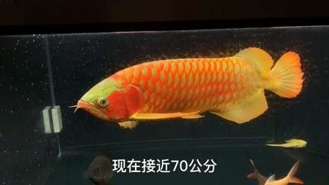龍魚如何長大個愛奇藝,紅龍魚價格及圖片欣賞大全，紅龍魚如何長大個愛奇藝紅龍魚幾年長到60公分起航