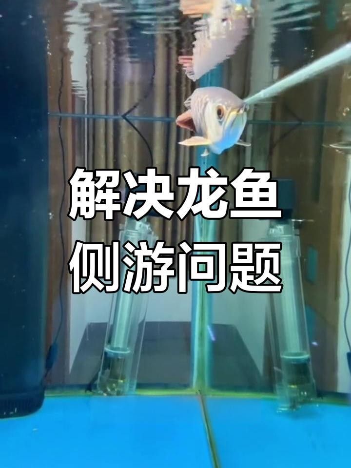 龍魚(yú)側(cè)游是一種常見(jiàn)的現(xiàn)象，養(yǎng)龍魚(yú)要怎樣調(diào)水質(zhì)以及注意事項(xiàng)