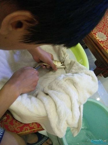 龍魚腹水抽液需要多大針，龍魚腹水抽液需要多大的針，如何抽除龍魚的腹水