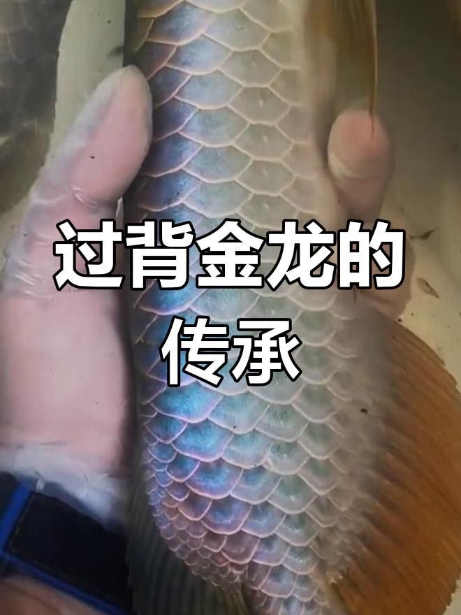 過背金龍魚是雜牌子還是雜牌子，過背金龍魚的真假，如何區(qū)分過背金龍魚是雜牌子還是名牌？