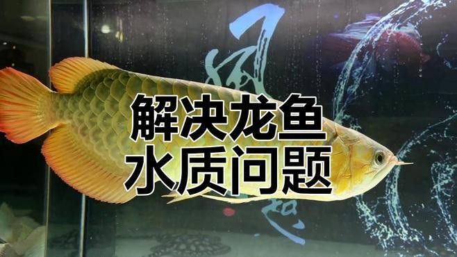 新手養(yǎng)龍魚必知十大技巧，輕松搞定水質(zhì)問題，20-30公分龍魚飼養(yǎng)技巧與注意事項(xiàng)