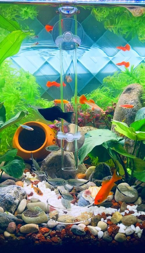 網(wǎng)評(píng)最好吃的“5種魚(yú)”，吃過(guò)三種的是土豪，網(wǎng)評(píng)最好吃的“5種魚(yú)”,吃過(guò)三種的是土豪,全吃過(guò)的沒(méi)幾個(gè)老弟兒說(shuō)美食