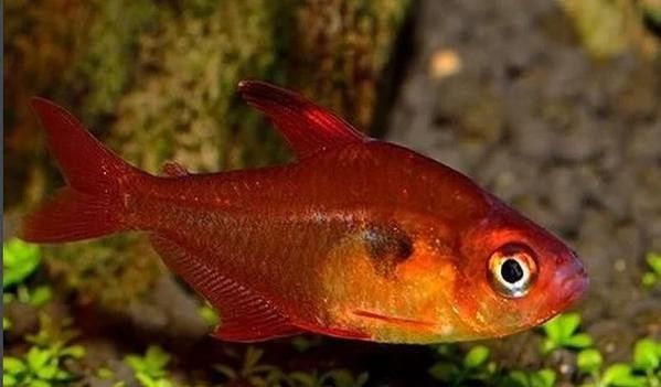 網(wǎng)評(píng)最好吃的“5種魚(yú)”，吃過(guò)三種的是土豪，網(wǎng)評(píng)最好吃的“5種魚(yú)”,吃過(guò)三種的是土豪,全吃過(guò)的沒(méi)幾個(gè)老弟兒說(shuō)美食