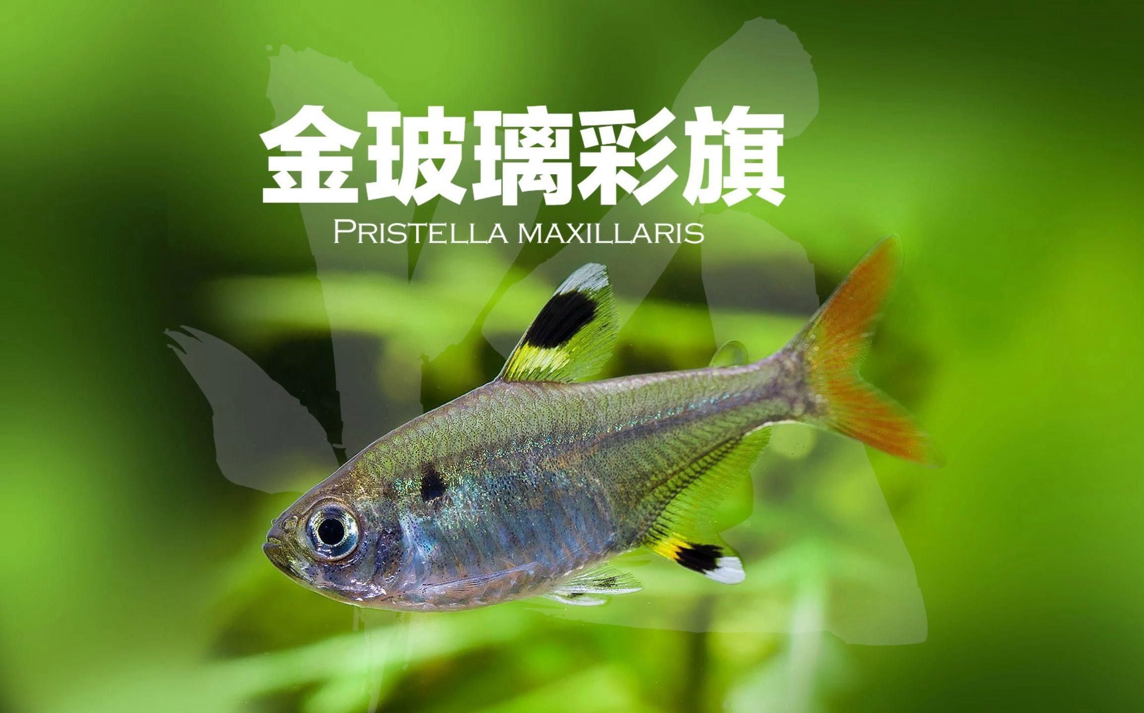 網(wǎng)評(píng)最好吃的“5種魚(yú)”，吃過(guò)三種的是土豪，網(wǎng)評(píng)最好吃的“5種魚(yú)”,吃過(guò)三種的是土豪,全吃過(guò)的沒(méi)幾個(gè)老弟兒說(shuō)美食