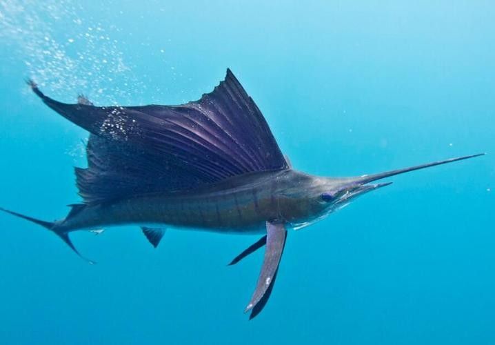 網(wǎng)評(píng)最好吃的“5種魚(yú)”，吃過(guò)三種的是土豪，網(wǎng)評(píng)最好吃的“5種魚(yú)”,吃過(guò)三種的是土豪,全吃過(guò)的沒(méi)幾個(gè)老弟兒說(shuō)美食