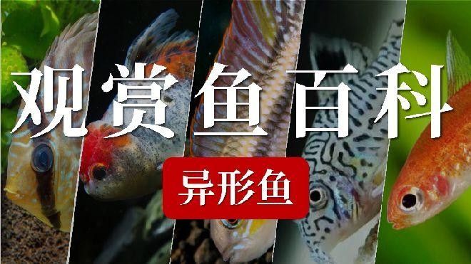 常見異形魚品種大揭秘，看看這些奇特生物，公認的十大最好看異形魚嗶哩嗶哩嗶哩嗶哩嗶哩嗶哩大揭秘