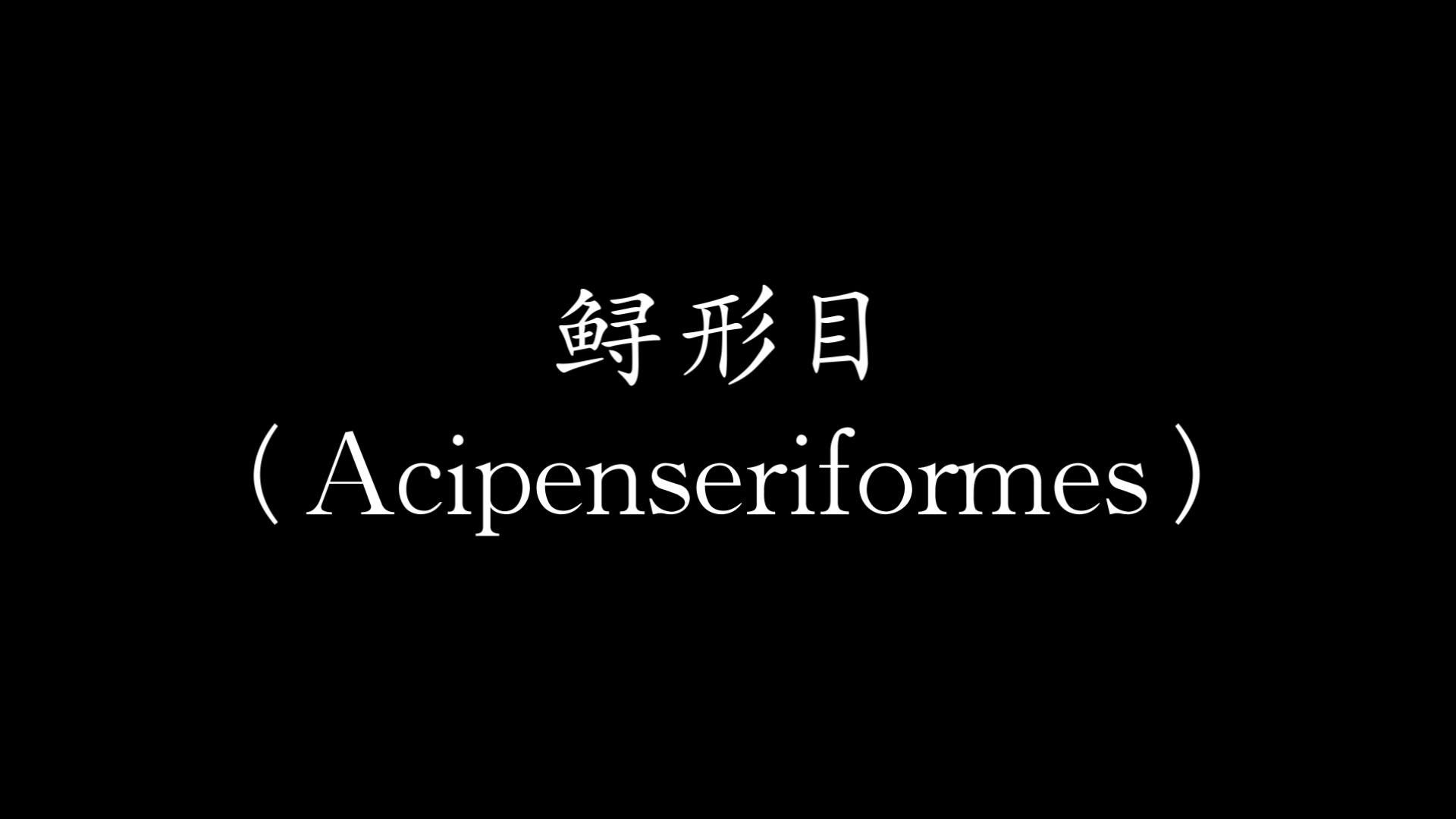 鱘龍魚圖片大全大圖展示，肉質鮮嫩,爽神柏賢說事，鱘龍魚圖片大全