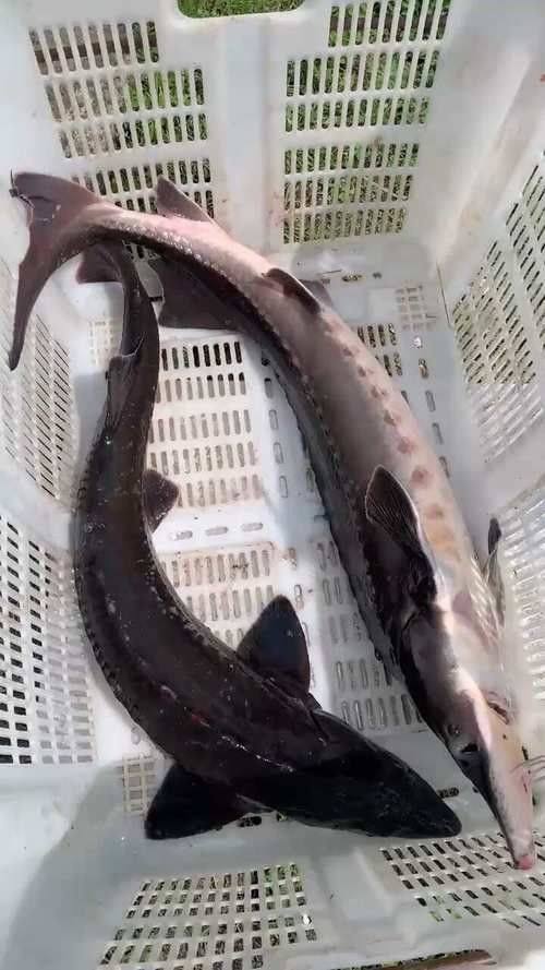 鱘龍魚圖片大全大圖展示，肉質鮮嫩,爽神柏賢說事，鱘龍魚圖片大全
