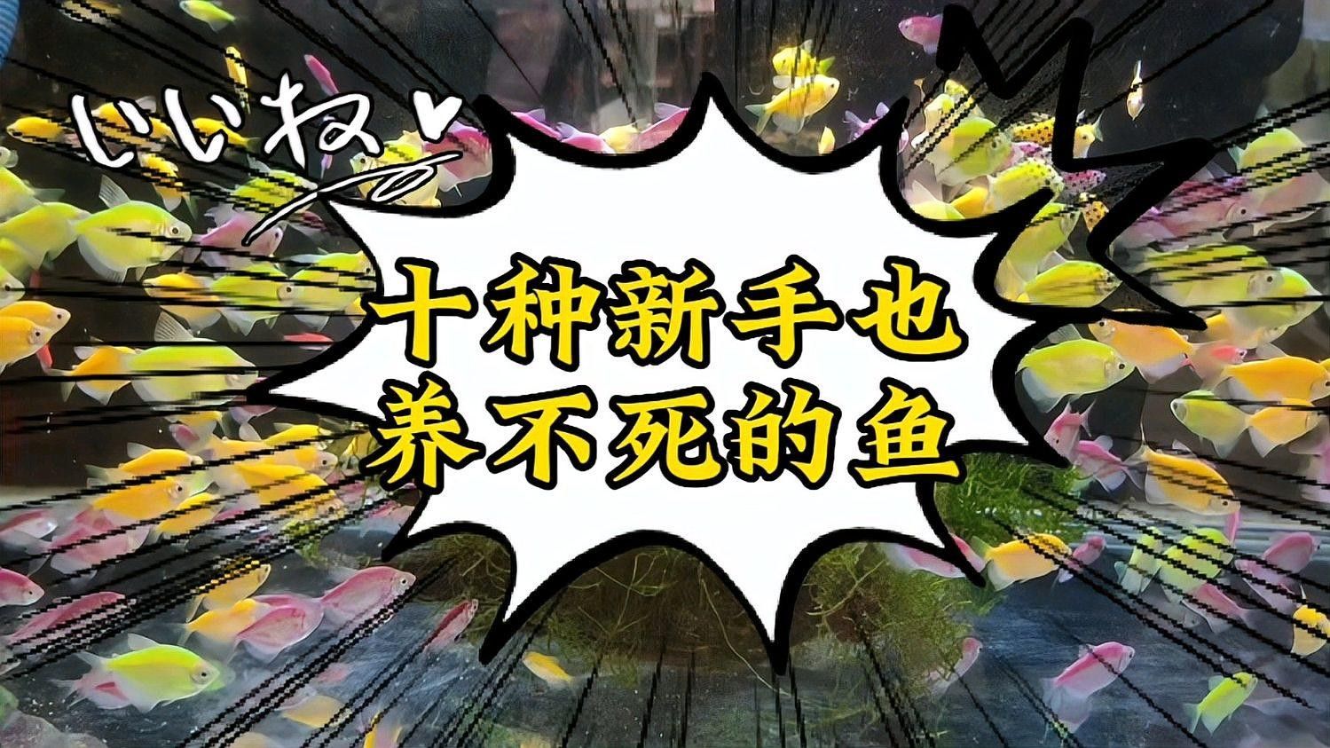 十種適合新手飼養的淡水魚，十大小型淡水魚適合新手入門的十大小型淡水瑪麗球魚 十種適合新手飼養的淡水魚，十大小型淡水魚適合新手入門的十大小型淡水瑪麗球魚 觀賞魚百科 第1張