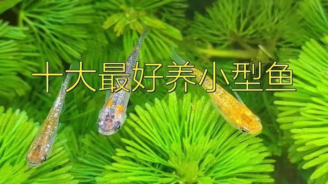 十種適合新手飼養的淡水魚，十大小型淡水魚適合新手入門的十大小型淡水瑪麗球魚 十種適合新手飼養的淡水魚，十大小型淡水魚適合新手入門的十大小型淡水瑪麗球魚 觀賞魚百科 第6張