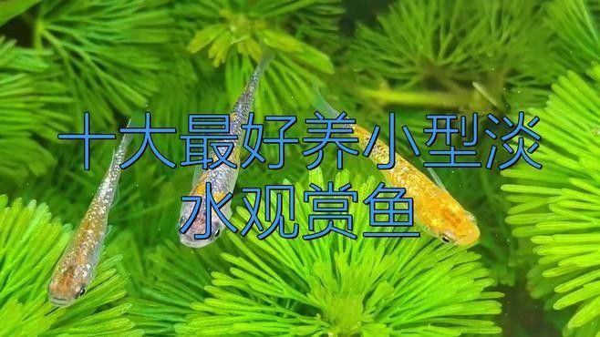 十種適合新手飼養的淡水魚，十大小型淡水魚適合新手入門的十大小型淡水瑪麗球魚 十種適合新手飼養的淡水魚，十大小型淡水魚適合新手入門的十大小型淡水瑪麗球魚 觀賞魚百科 第3張