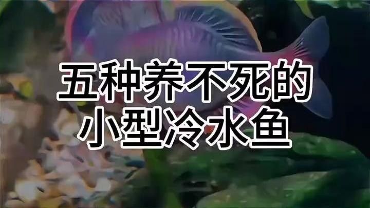 十種適合新手飼養的淡水魚，十大小型淡水魚適合新手入門的十大小型淡水瑪麗球魚 十種適合新手飼養的淡水魚，十大小型淡水魚適合新手入門的十大小型淡水瑪麗球魚 觀賞魚百科 第5張