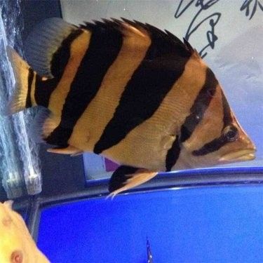 魚黑金一對的價(jià)格因地區(qū)、商家和購買渠道的不同而有所差異，047魚黑金一對的價(jià)格因地區(qū)、商家和購買渠道的不同而有差異