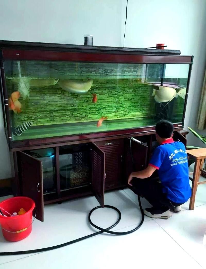 金銀龍魚的圖片大全，你知道多少？，金銀龍魚圖片大全，4大極品龍魚,有的售價達百萬