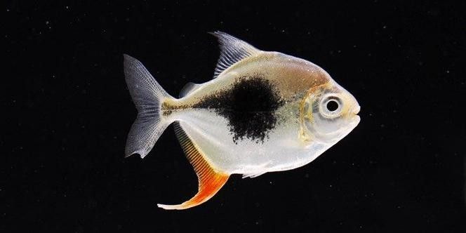 黑桃a魚的繁殖方式是怎樣的，黑桃a魚的優缺點是多少，水族黑桃a魚的優缺點