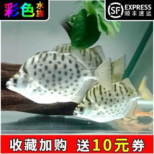 黑桃a魚的繁殖方式是怎樣的，黑桃a魚的優缺點是多少，水族黑桃a魚的優缺點