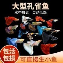 廣州觀賞魚批發網站，廣州地區觀賞魚批發網站