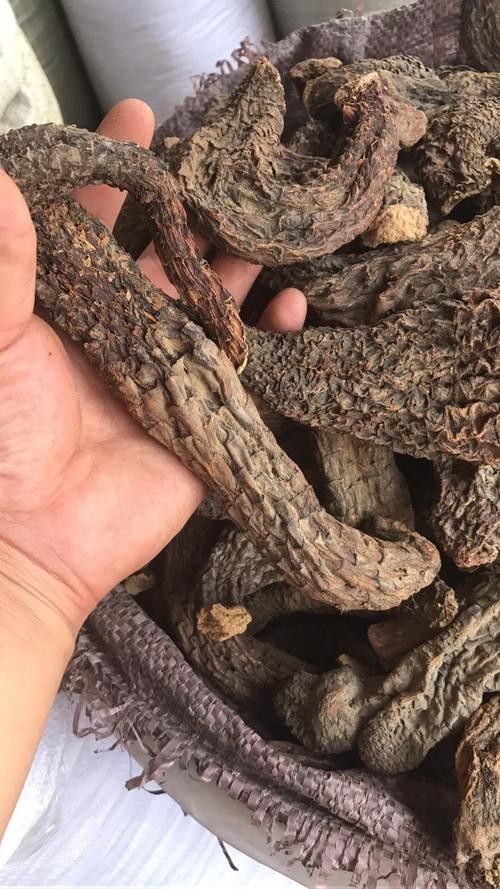 阿拉善左旗十大特產萌趣鮮包君依然還是這個老店等你，內蒙古阿拉善十大特產