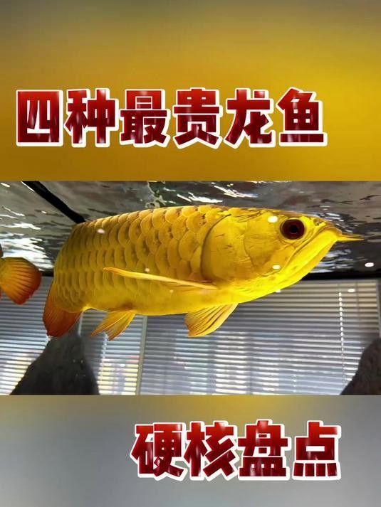 金龍魚什么品種最貴99今朝探物金龍魚那個品種最貴，金龍魚什么品種最貴
