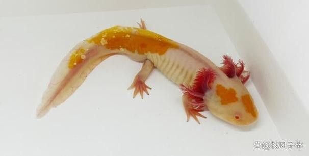 廣東男子釣獲“遠古恐龍魚”，背鰭銳利似劍龍！網友：值好幾百！，廣東男子釣獲“遠古恐龍魚”,背鰭銳利似劍龍!網友:值好幾百!